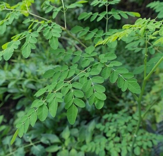 ONTDEK MORENGA: HET WONDERPLANTJE MET SUPERKRACHT!