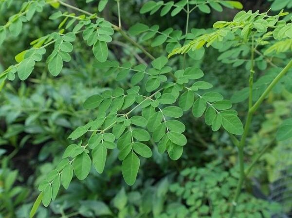 ONTDEK MORENGA: HET WONDERPLANTJE MET SUPERKRACHT!