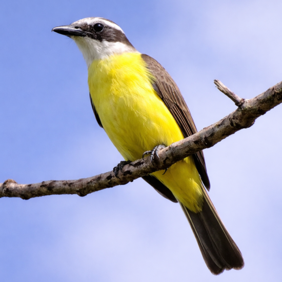 Het Verhaal van de Grietjebie