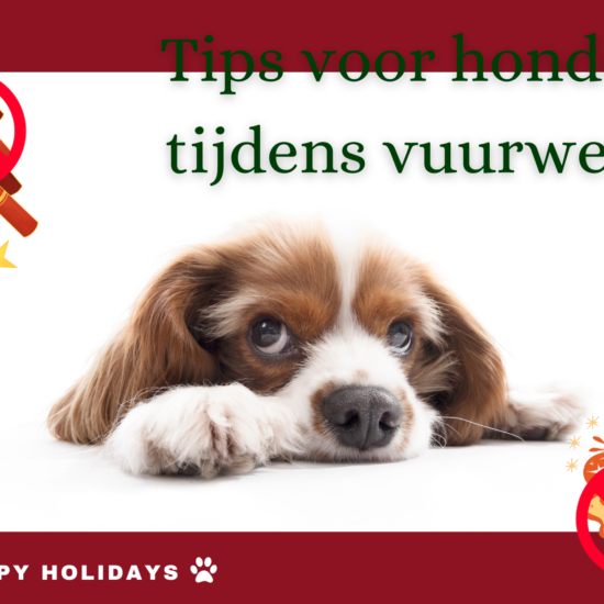 Tips voor honden tijdens vuurwerk