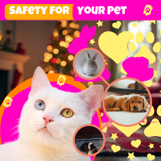 Bang voor vuurwerk? Dieren ook!