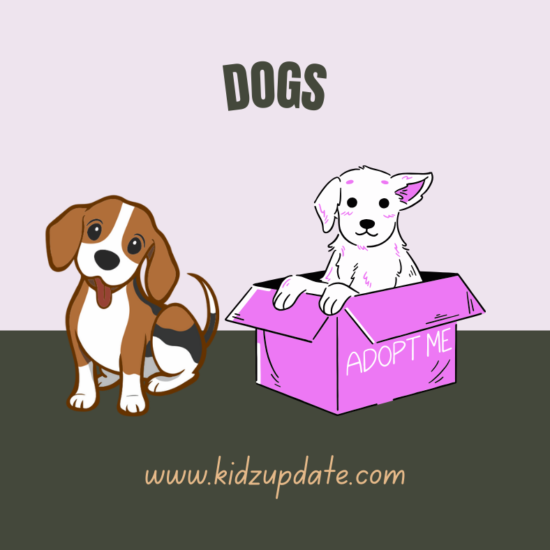 STRAATHONDEN: ONZE VRIENDJES ZONDER EEN HUIS