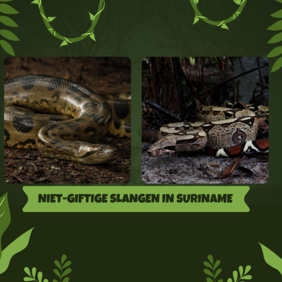 SLANGEN IN SURINAME – DEEL 1