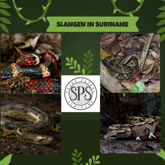 HOE MOET IK HANDELEN BIJ EEN SLANGENBEET?