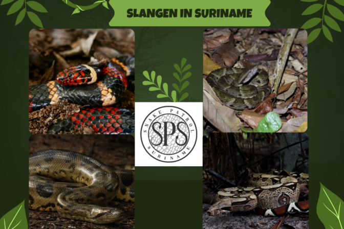 HOE MOET IK HANDELEN BIJ EEN SLANGENBEET?